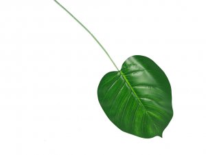 red bean plant Dark Red Kidney Bean