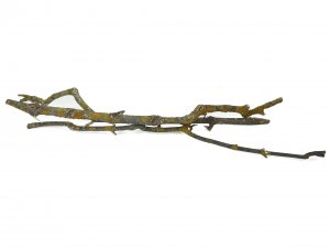 Äste bemoost ca. 2kg gelb · 30885