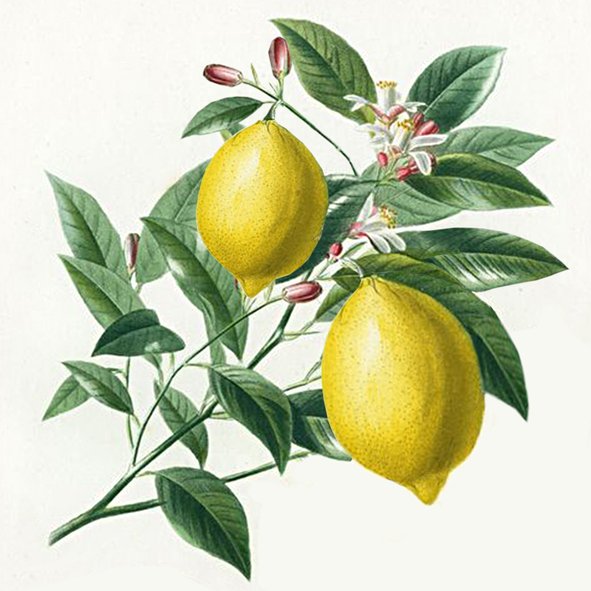 4 Motiv Servietten Toskana Zitronen Bäumchen