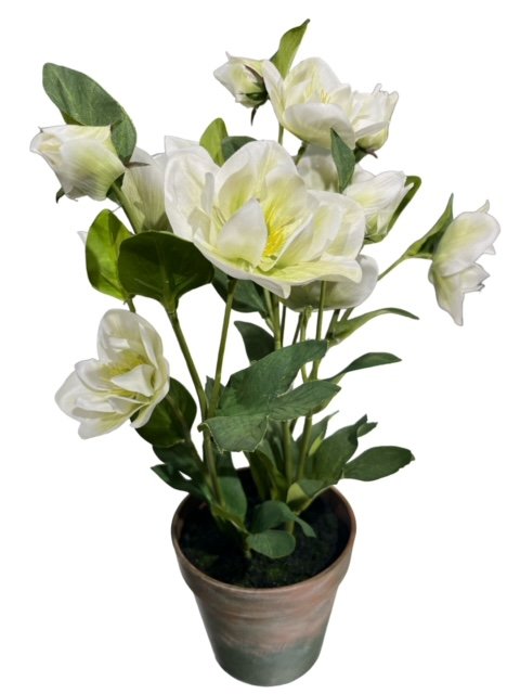 Christrose im Topf 35cm creme/grn  190012-12