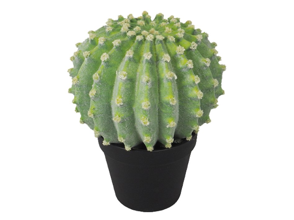 gymnocalycium netrelianum Gymnocalycium deeszianum main image 1