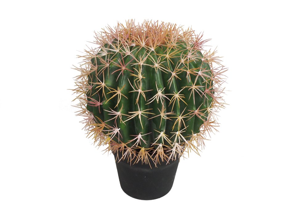 Kaktus Schwiegermuttersitz im Topf  2086-15