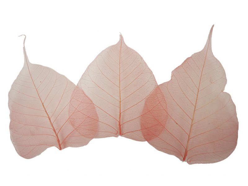 Comair Cover Brillenbügel-Schutzhüllen, 200 Stück – Für Friseur, Haar-Farbe & Tönung
