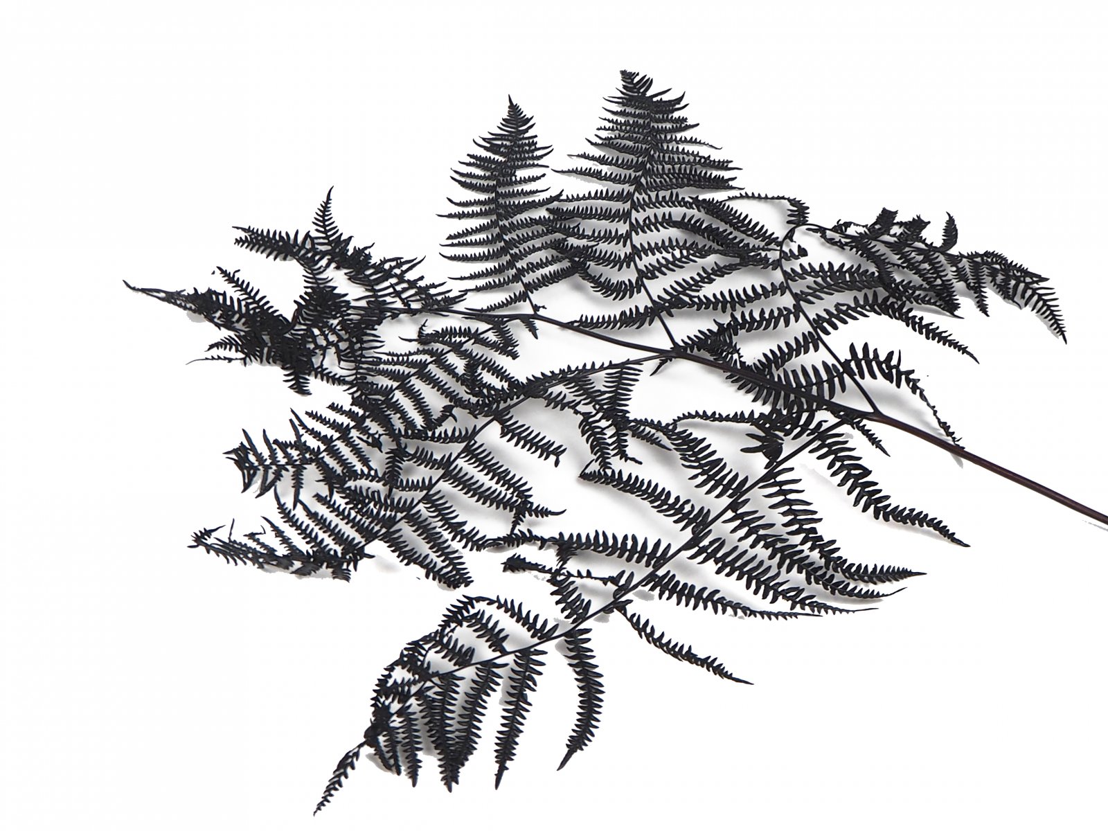 Bracken Farn ca. 70cm 10Stck. schwarz  9017N069