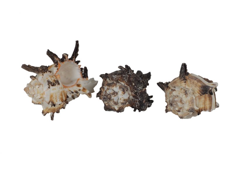 Shell Murex Endivia 1kg natur · SC9730-00